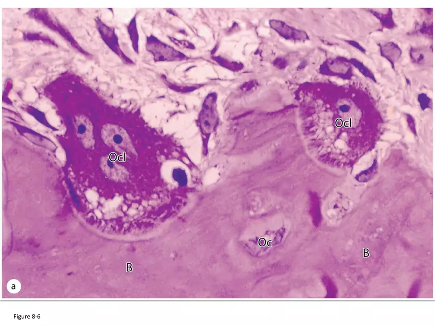 Bone Tissue - Page 54