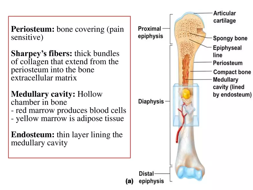 Bone Tissue - Page 3