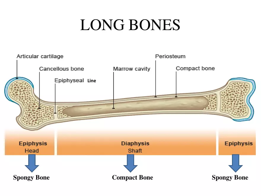 Bone Tissue - Page 57