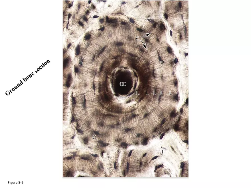 Bone Tissue - Page 58