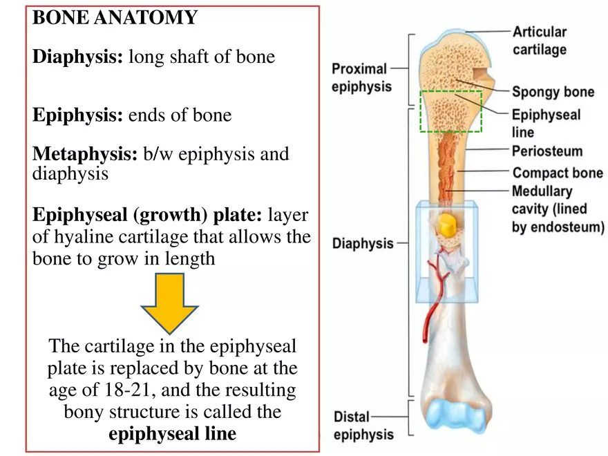 Bone Tissue - Page 65