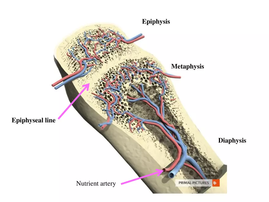 Bone Tissue - Page 66