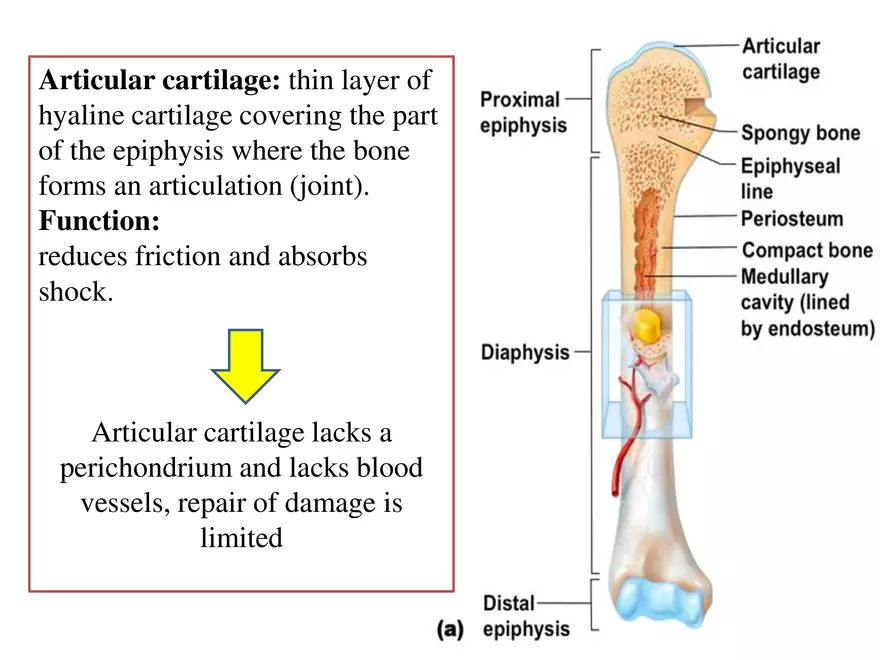 Bone Tissue - Page 67