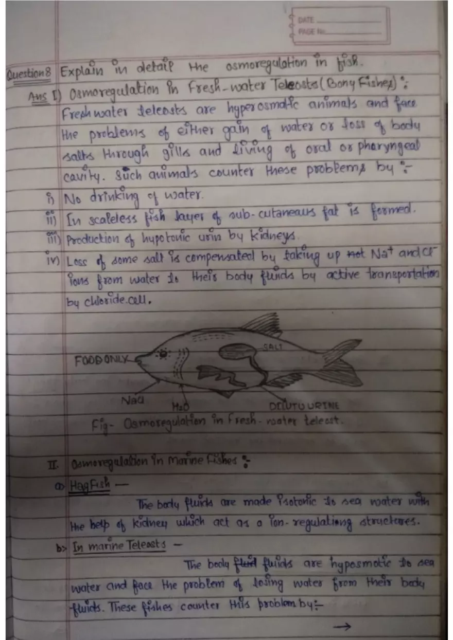 Assignment 3: Bony Fish - Page 5