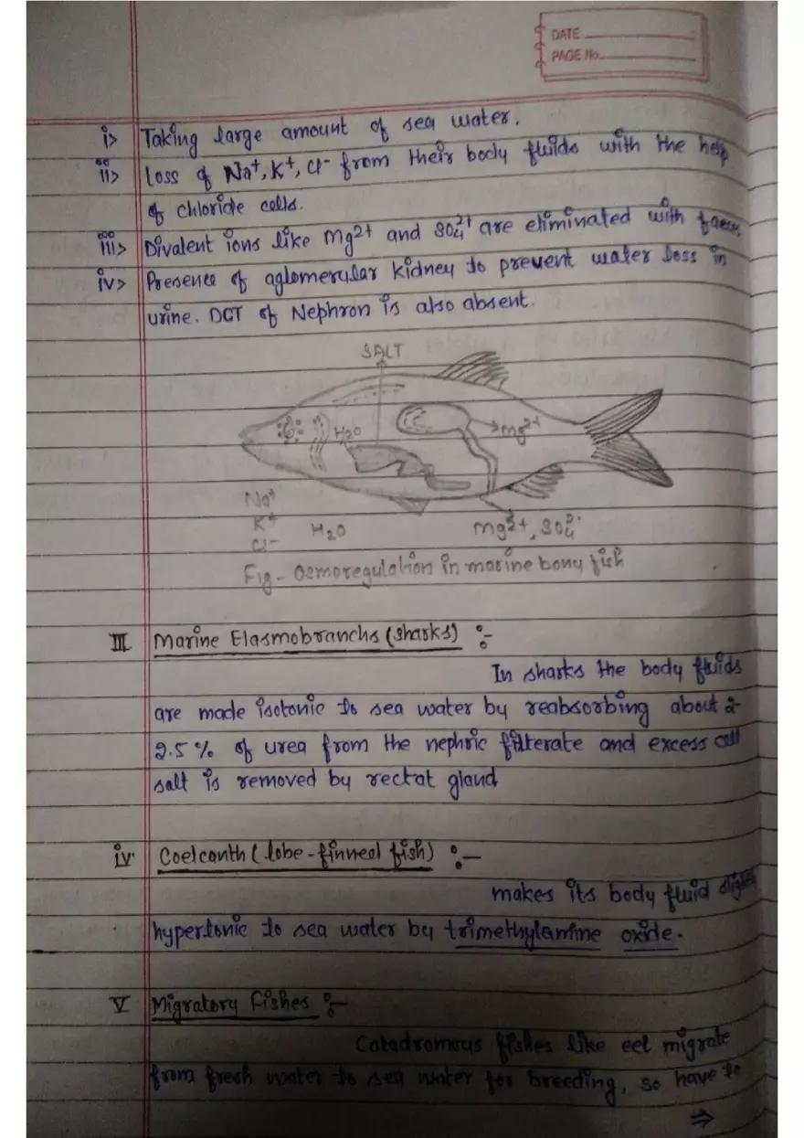 Assignment 3: Bony Fish - Page 6