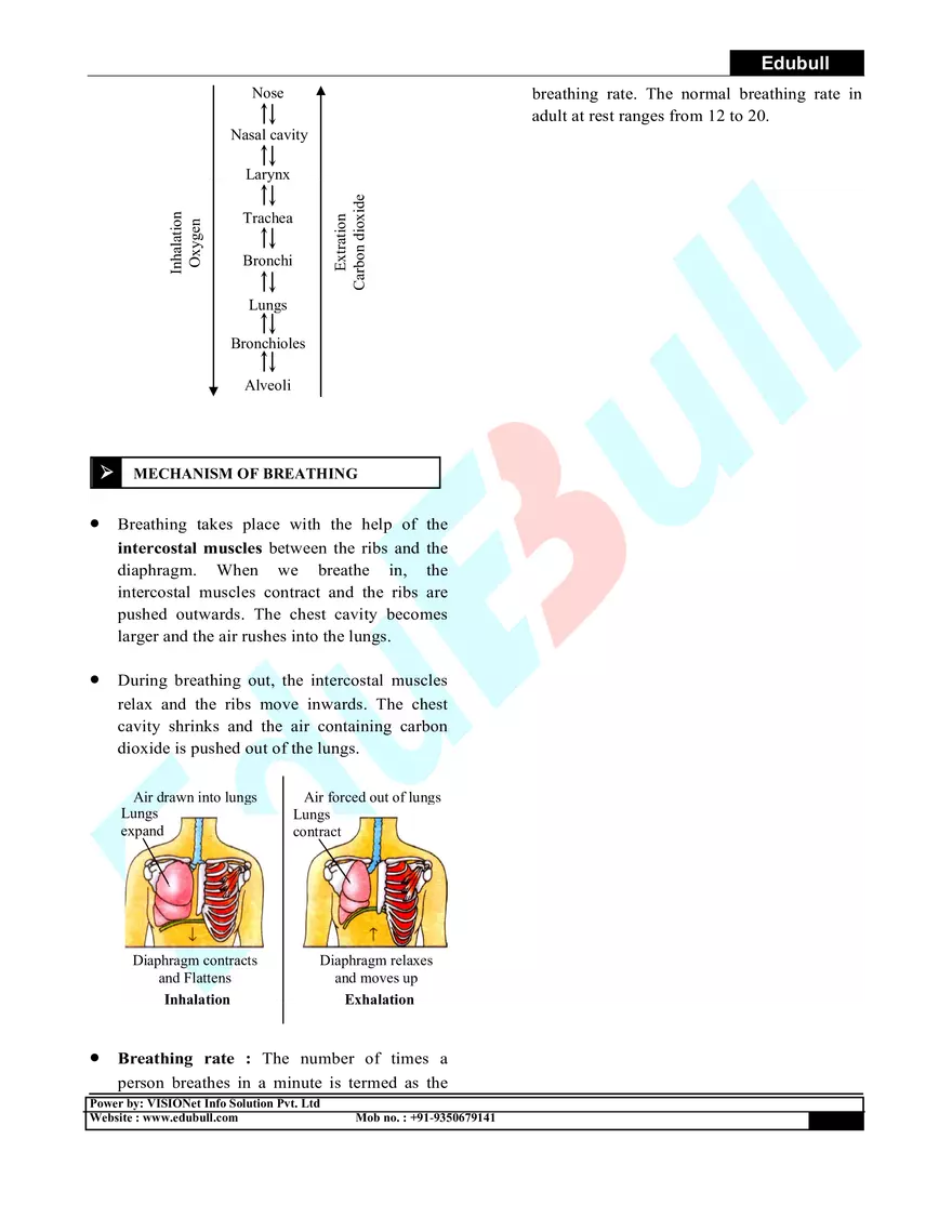 Respiration in Plants & Animals - Page 4