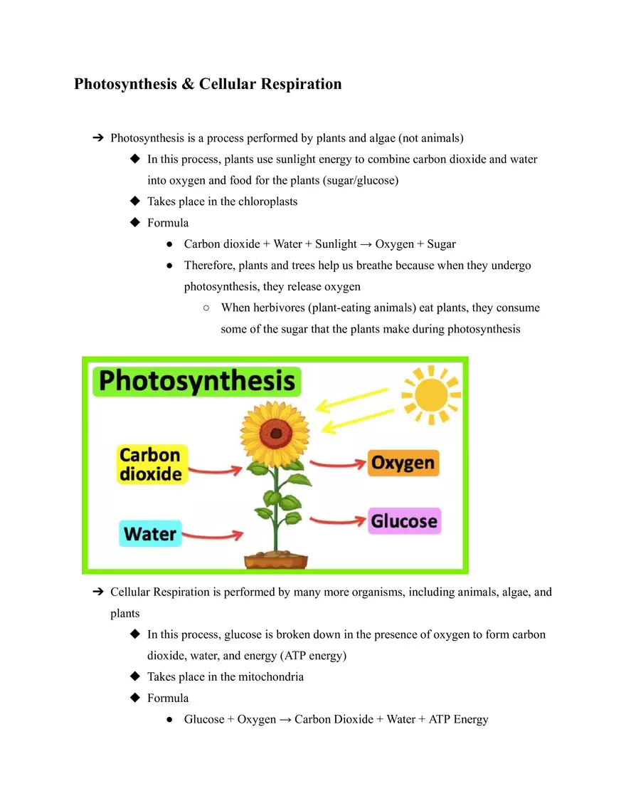 Photosynthesis & Cellular Respiration - Page 1