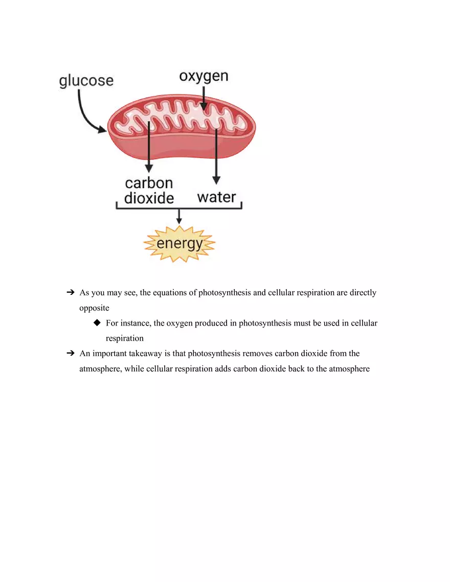 Photosynthesis & Cellular Respiration - Page 2
