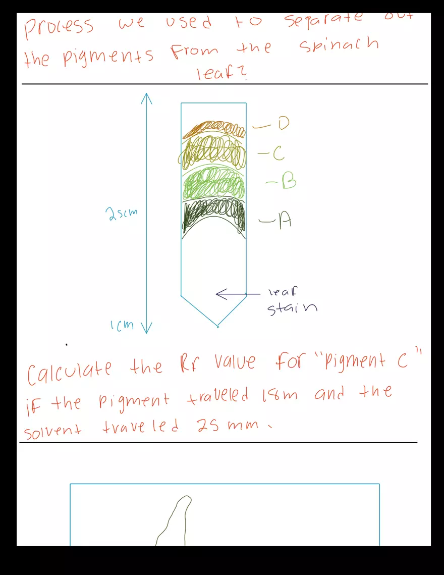 Biology 1106 - Lab Exam - Page 8