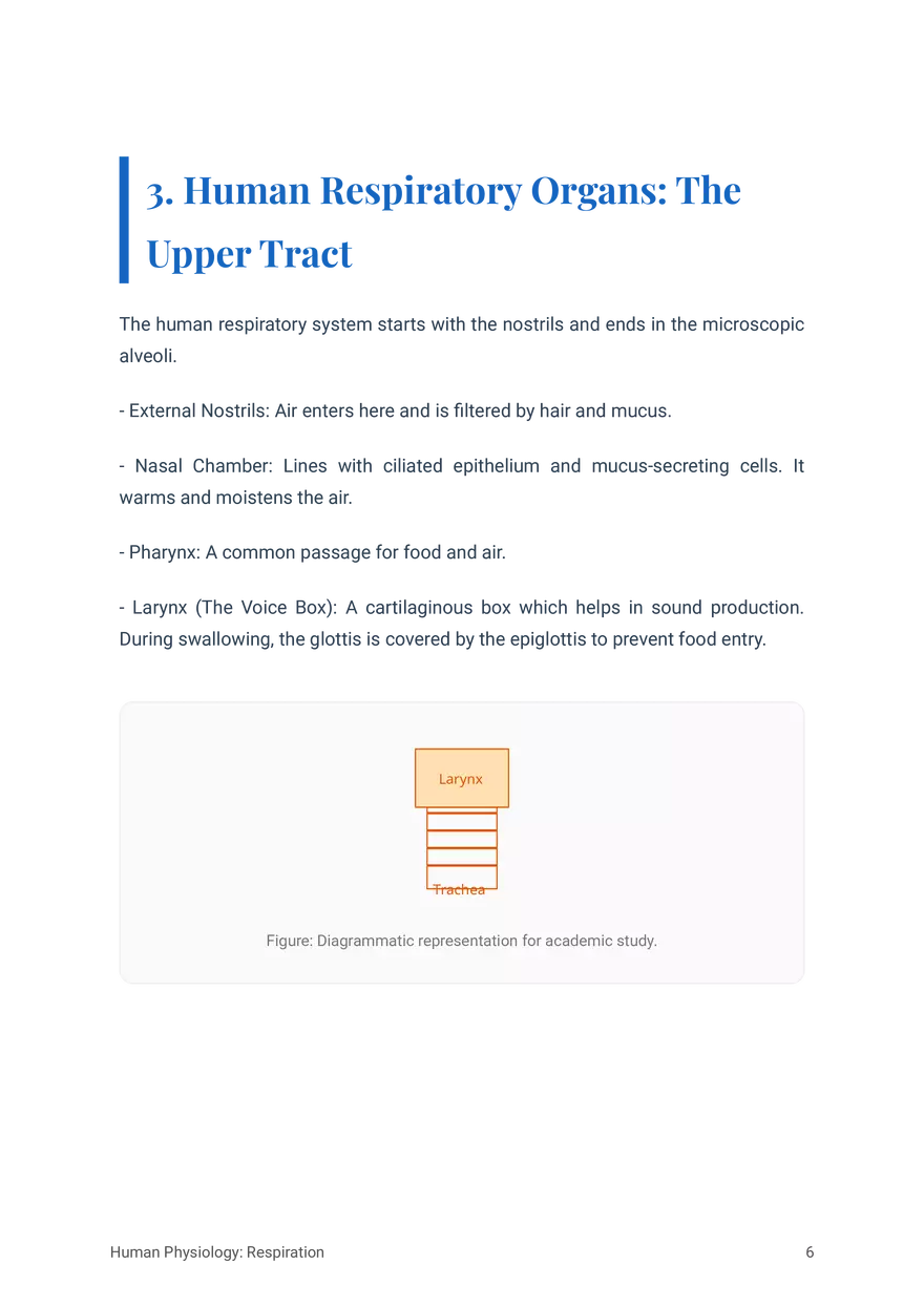 Respiratory System in Humans Grade 11 - Page 19