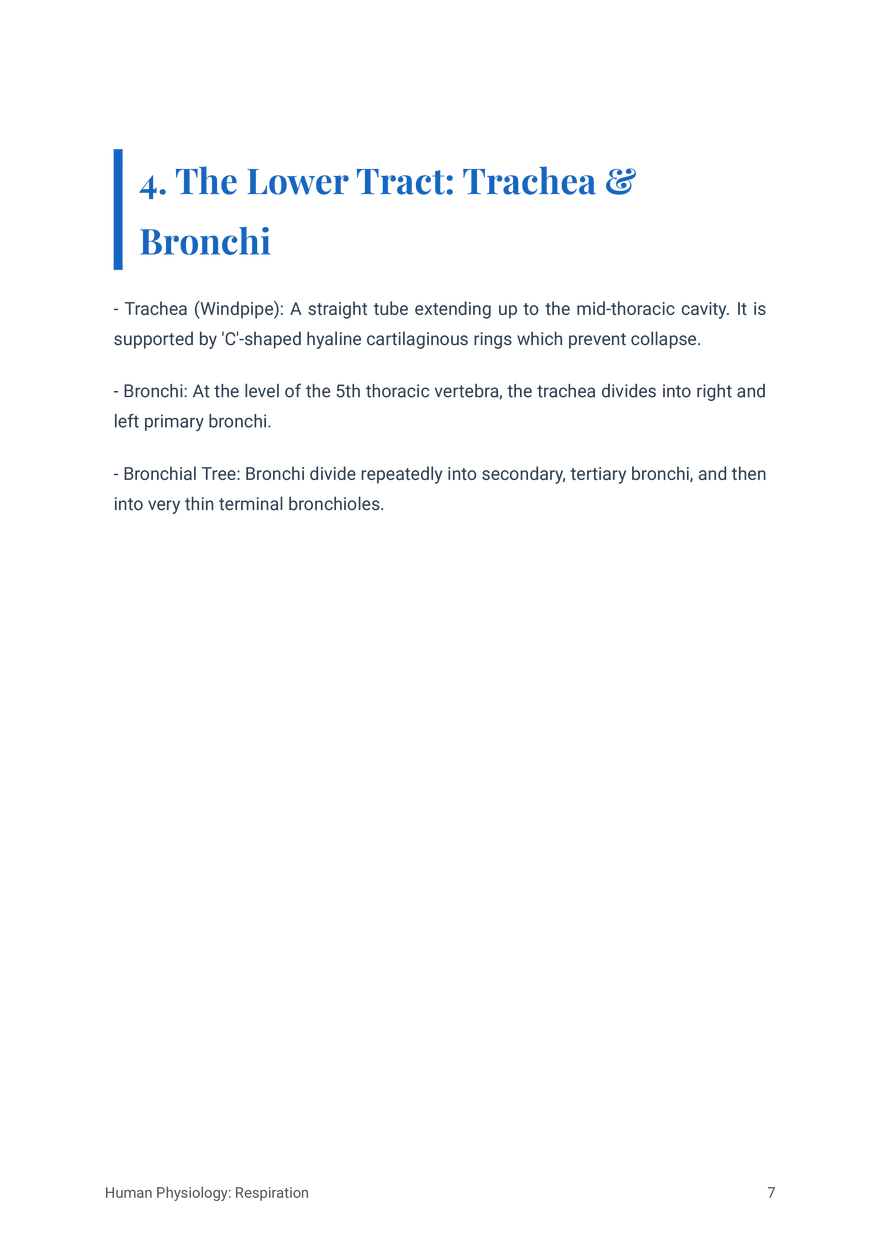 Respiratory System in Humans Grade 11 - Page 20