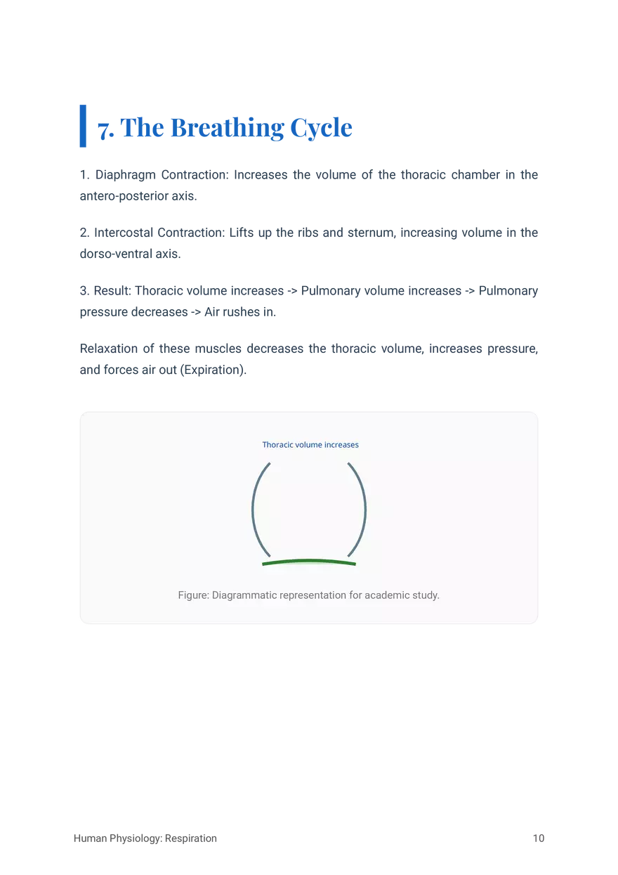 Respiratory System in Humans Grade 11 - Page 23