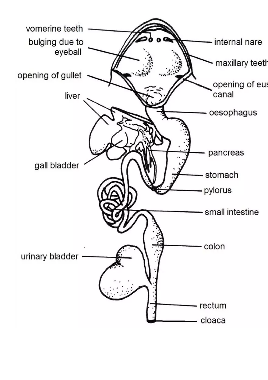 Respiration (Botany) - Page 16