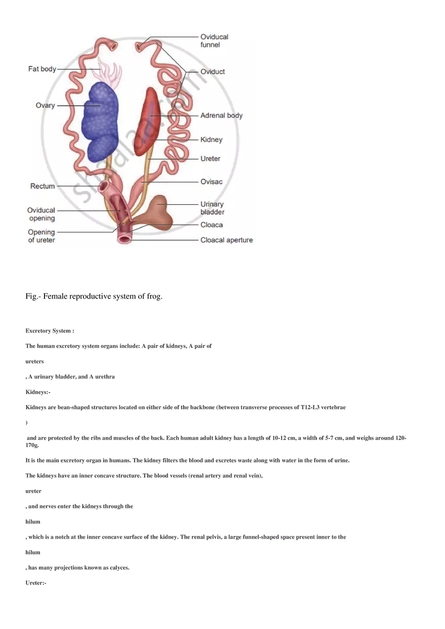 Respiration (Botany) - Page 20