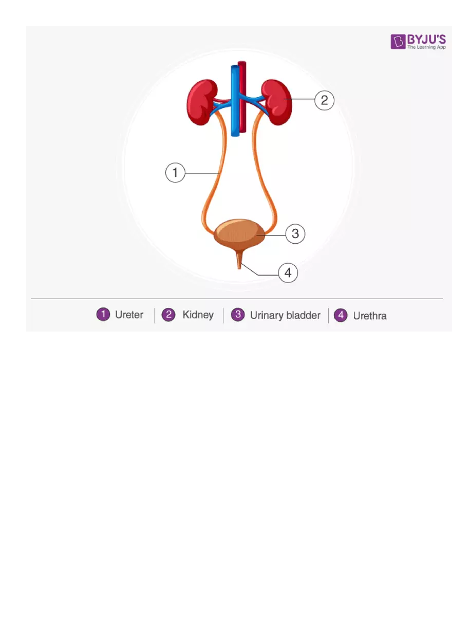 Respiration (Botany) - Page 32