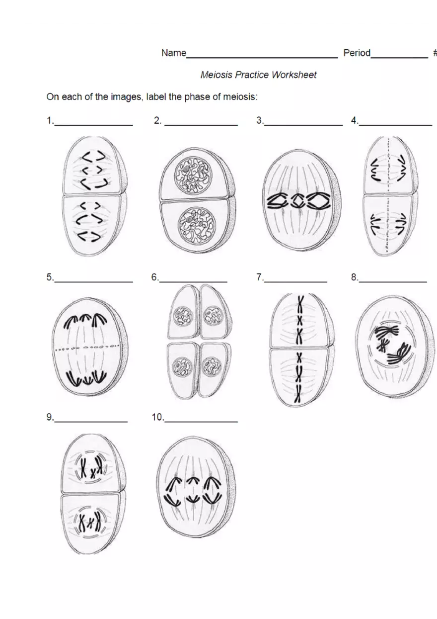 Meiosis Video Guided Notes Packet - Page 8