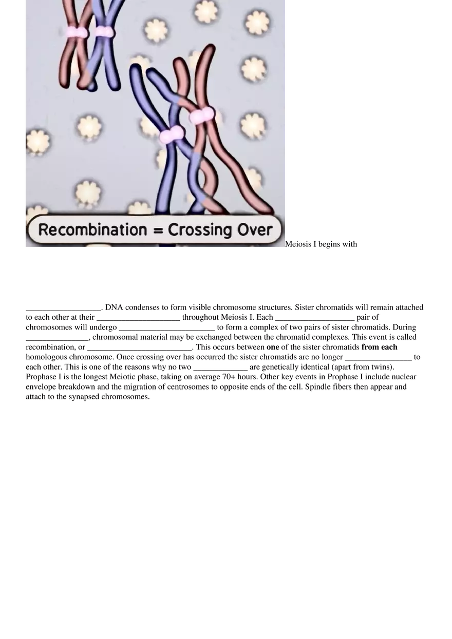 Meiosis Video Guided Notes Packet - Page 4