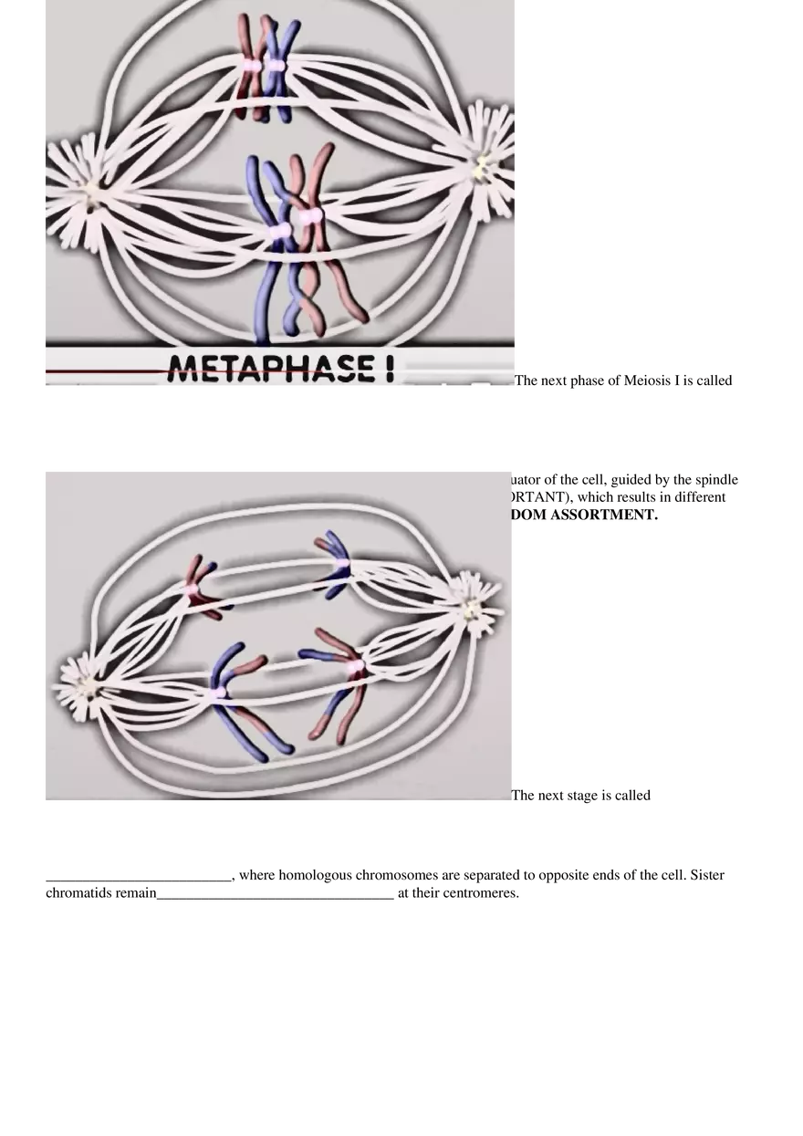 Meiosis Video Guided Notes Packet - Page 5