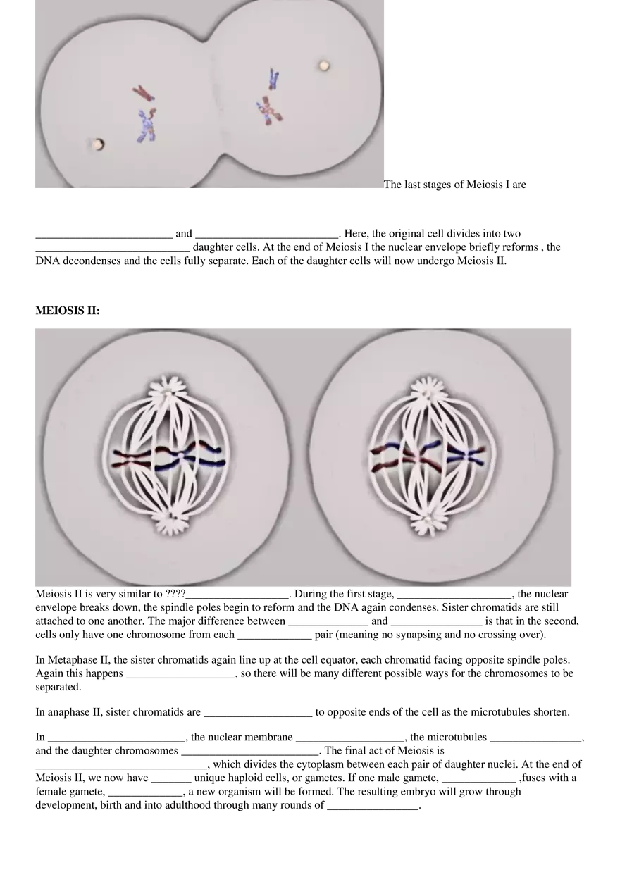 Meiosis Video Guided Notes Packet - Page 6