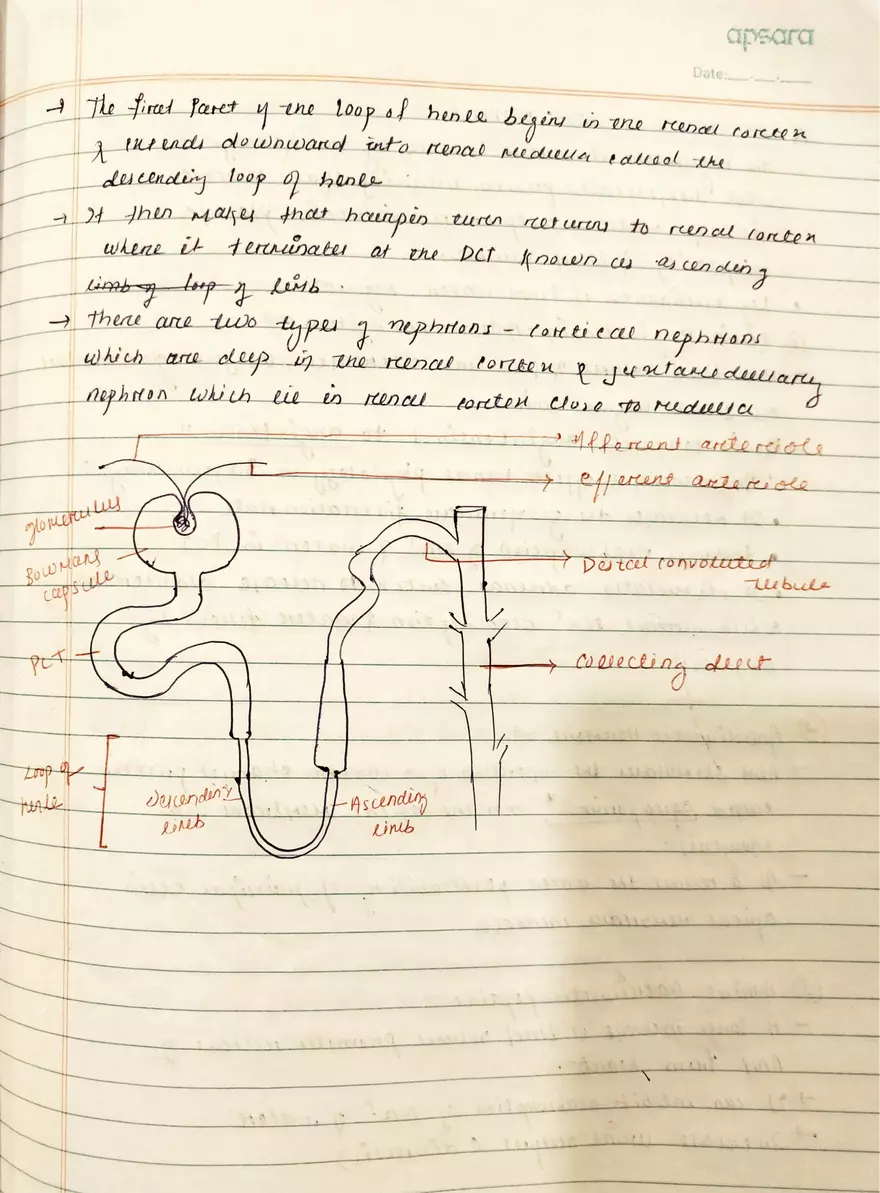 Unit 19-3 Renal Physiology - Page 8