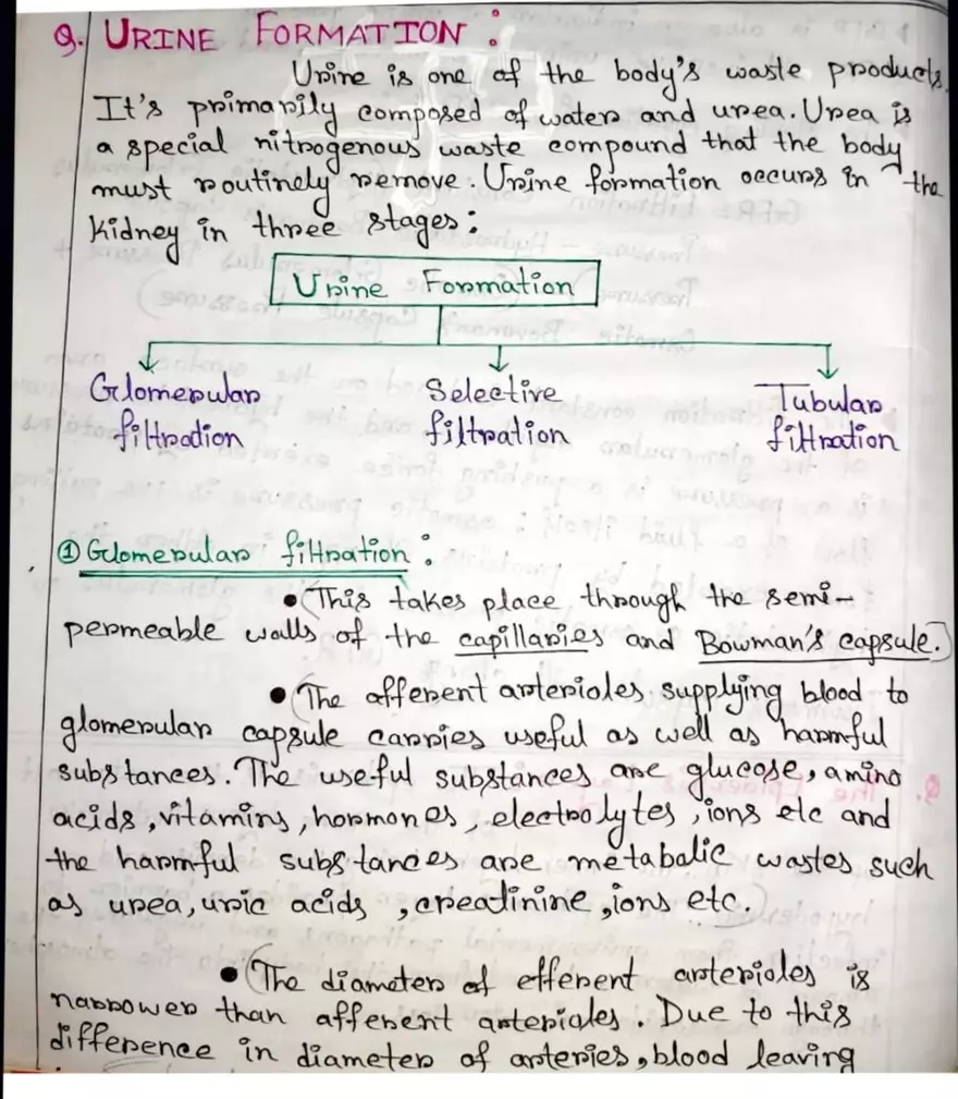 Unit 19-3 Renal Physiology - Page 10