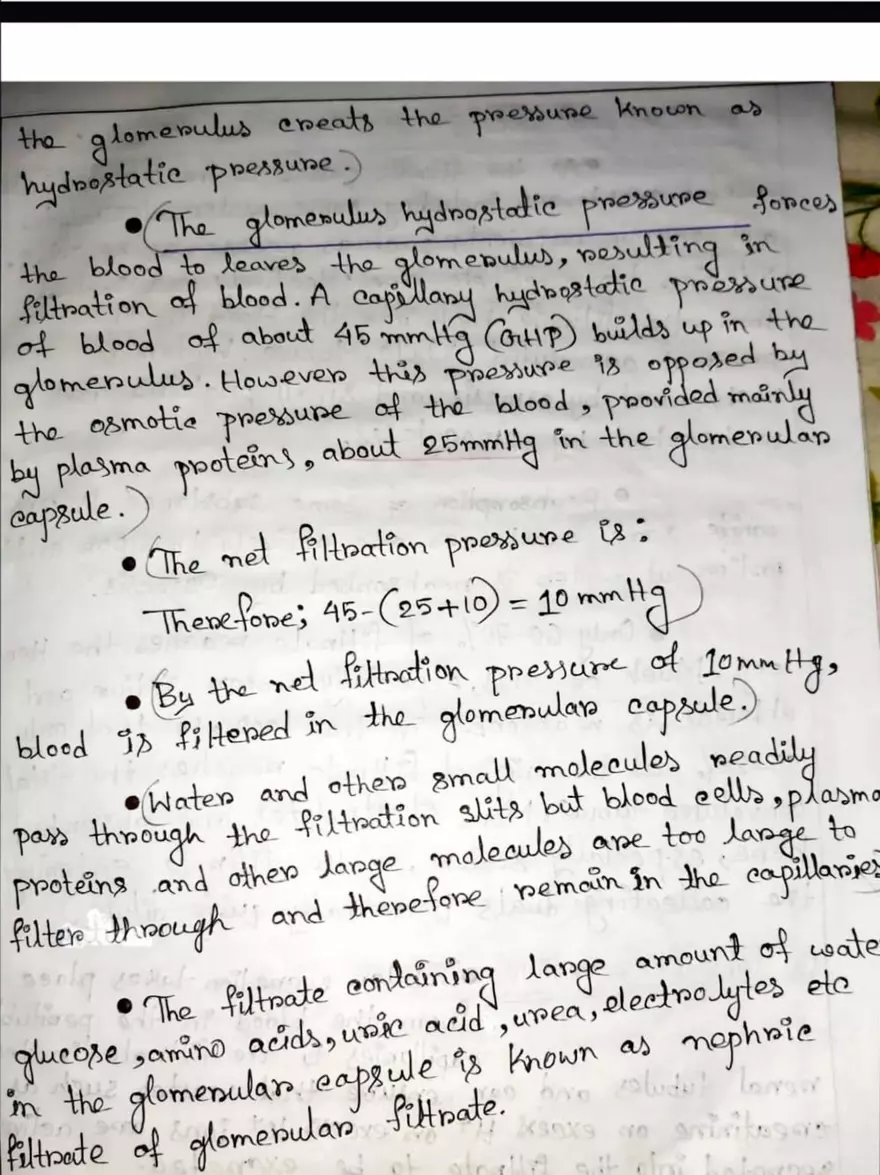 Unit 19-3 Renal Physiology - Page 11