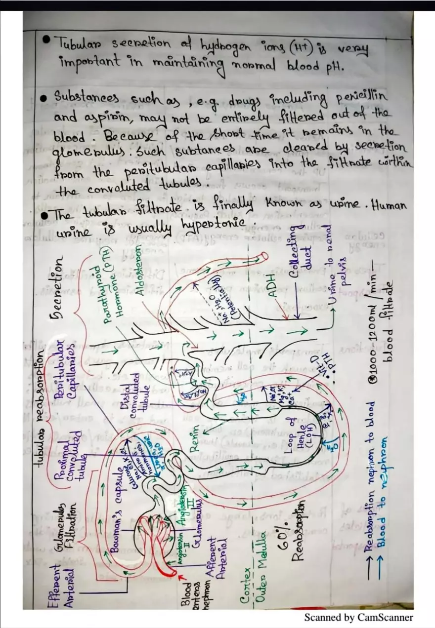 Unit 19-3 Renal Physiology - Page 13