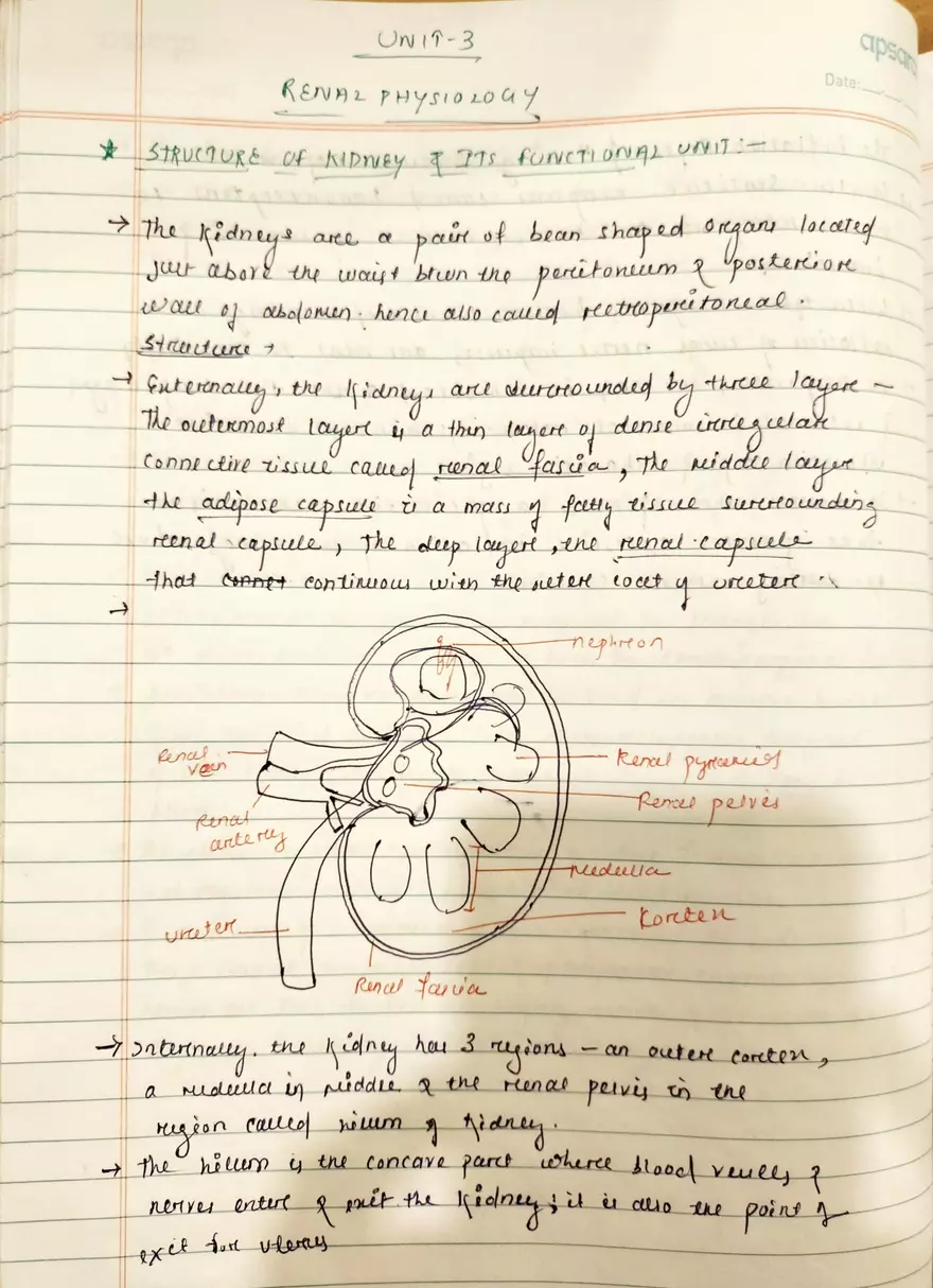 Unit 19-3 Renal Physiology - Page 1