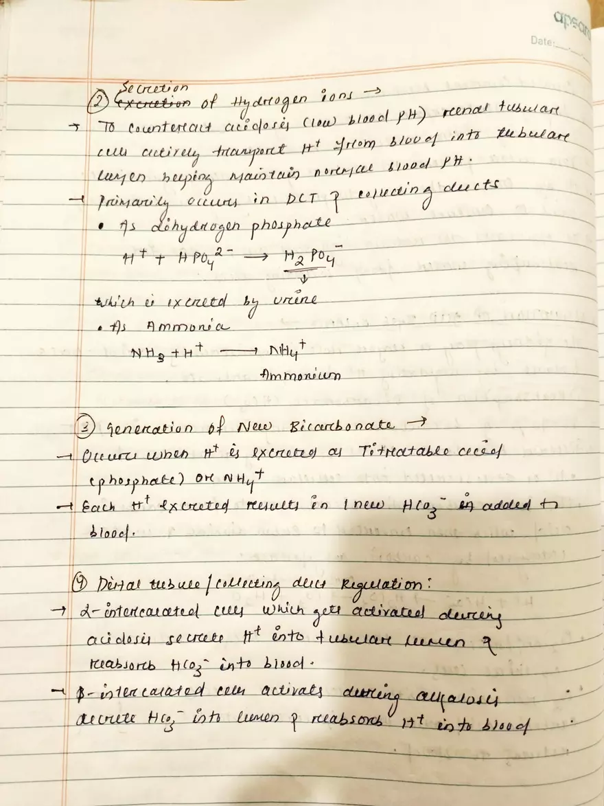 Unit 19-3 Renal Physiology - Page 4