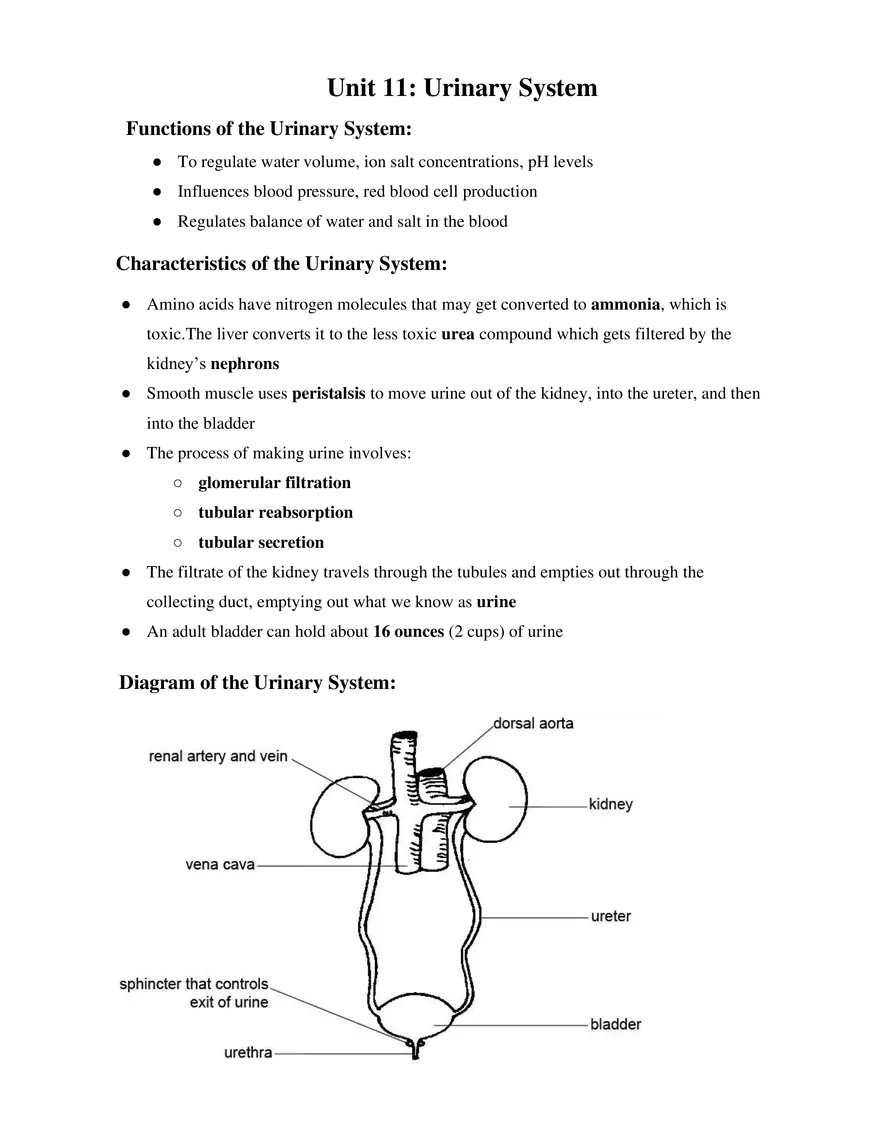Medical Terminology Unit 11 Urinary System - Page 1