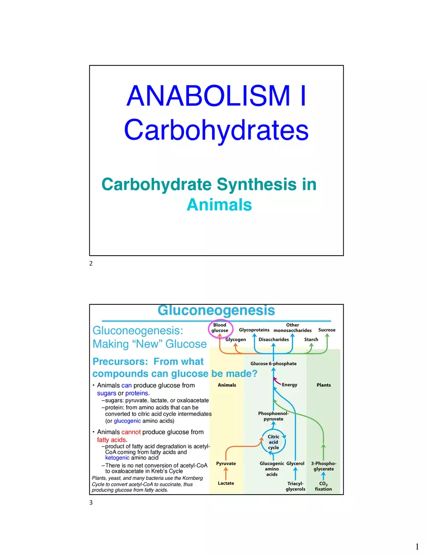 Carbohydrate Synthesis in Animals - Page 1