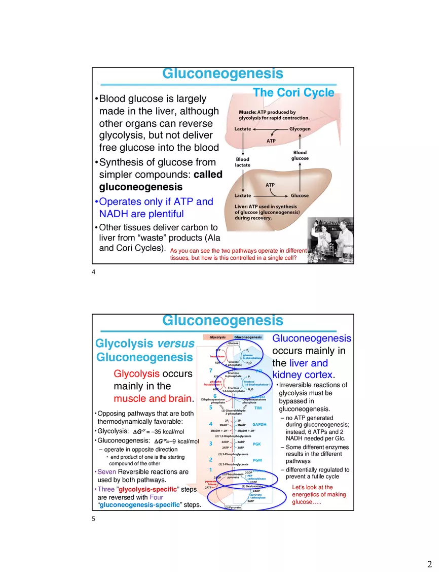 Carbohydrate Synthesis in Animals - Page 2