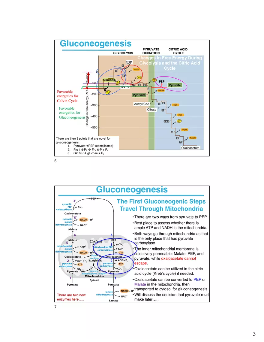 Carbohydrate Synthesis in Animals - Page 3