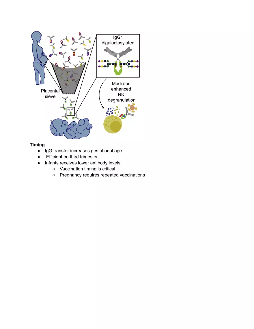 Maternal Immunization - Page 3
