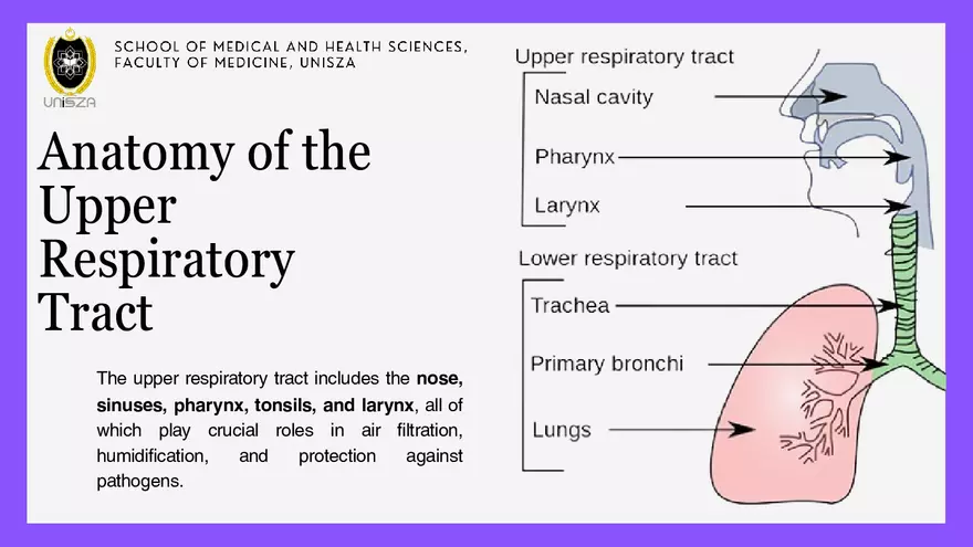 Presentation - Upper Respiratory Tract Infections - Page 2