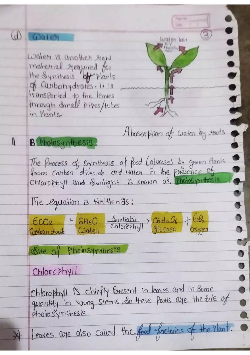 Nutrition in Plants - Page 3
