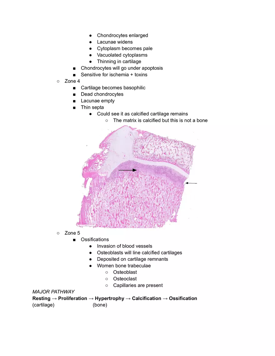 Bony Transision - Page 2