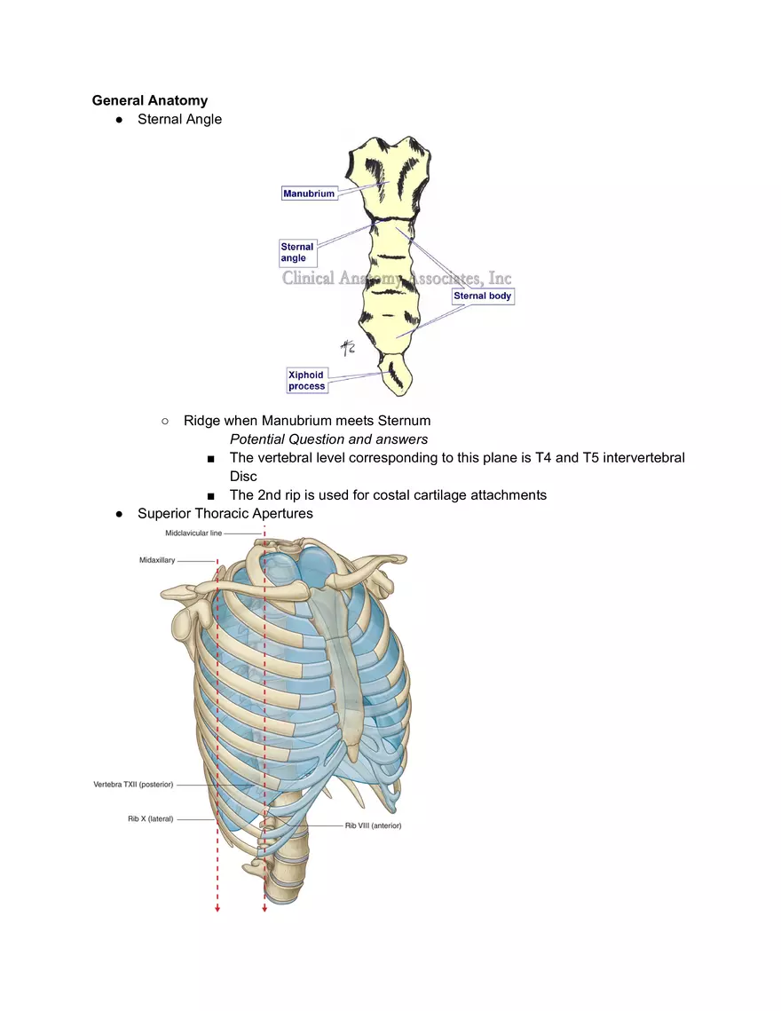 Surface Anatomy Osteology - Page 1
