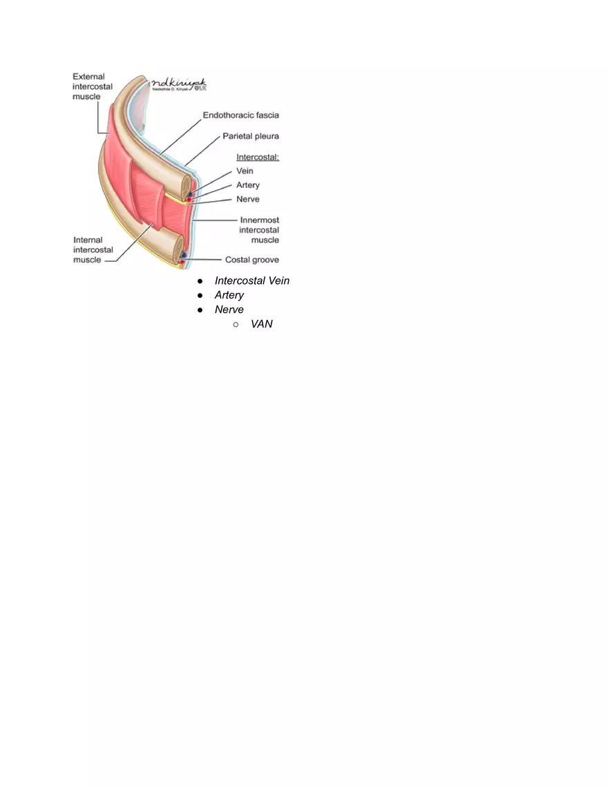 Surface Anatomy Osteology - Page 3