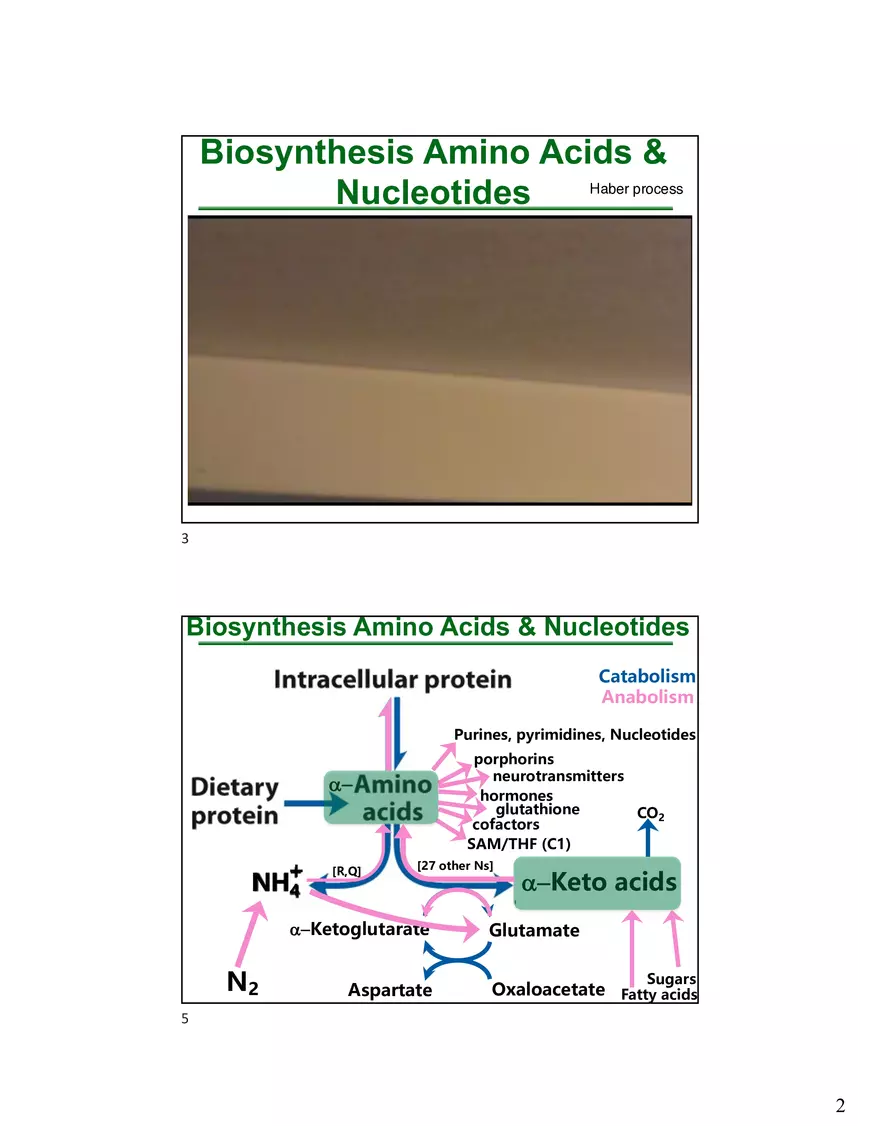 Anabolism III: Biosynthesis Amino Acids & Nucleotides - Page 2