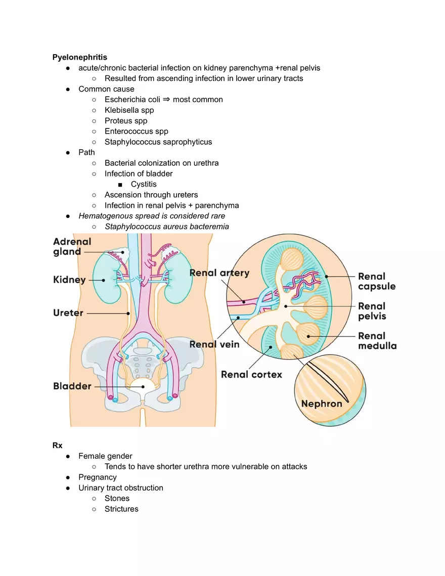 Pyelonephritis - Page 1
