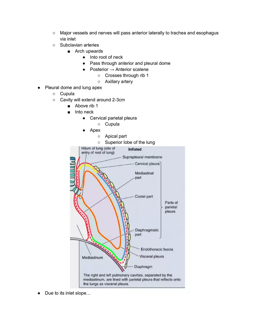 Ribs Sternum Thoracic Joins and Breathing movements - Page 10