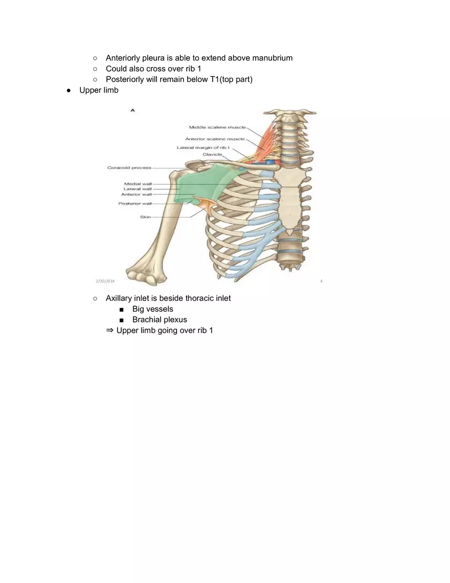 Ribs Sternum Thoracic Joins and Breathing movements - Page 11