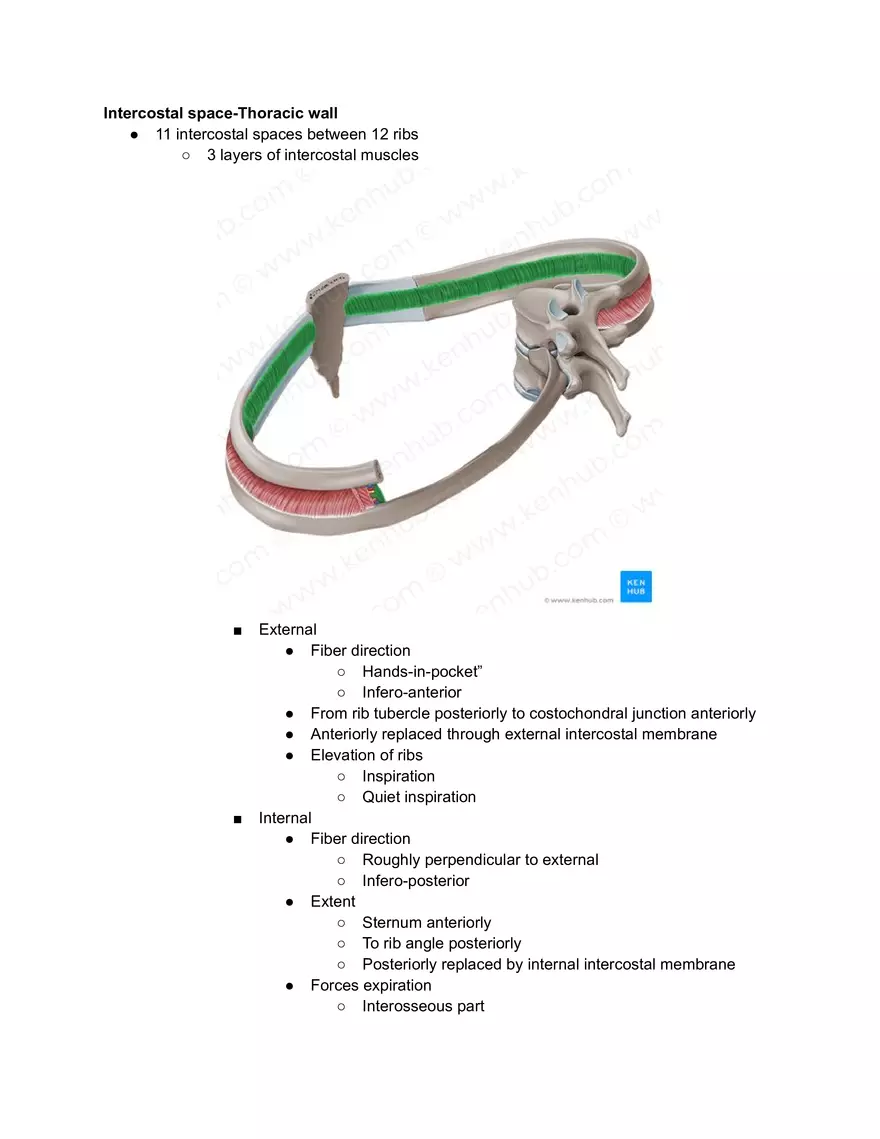 Ribs Sternum Thoracic Joins and Breathing movements - Page 15