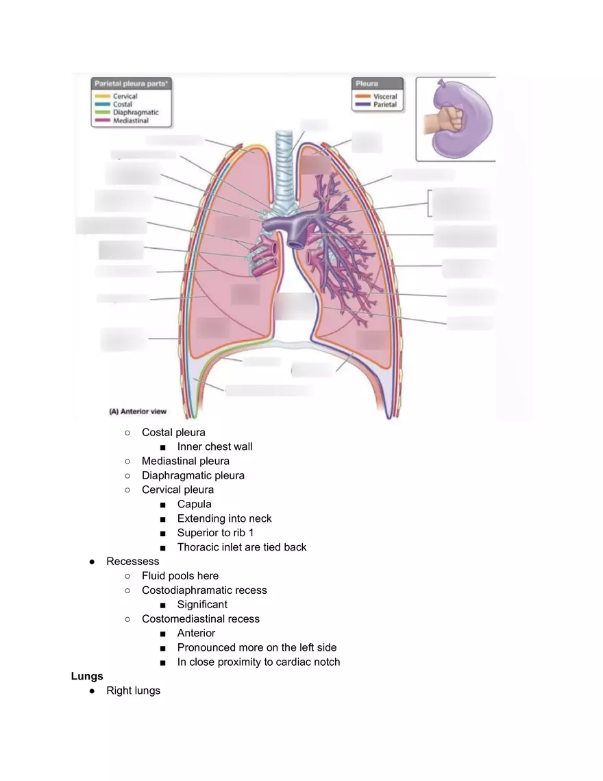 Pleural Procedure Anatomy - Page 7