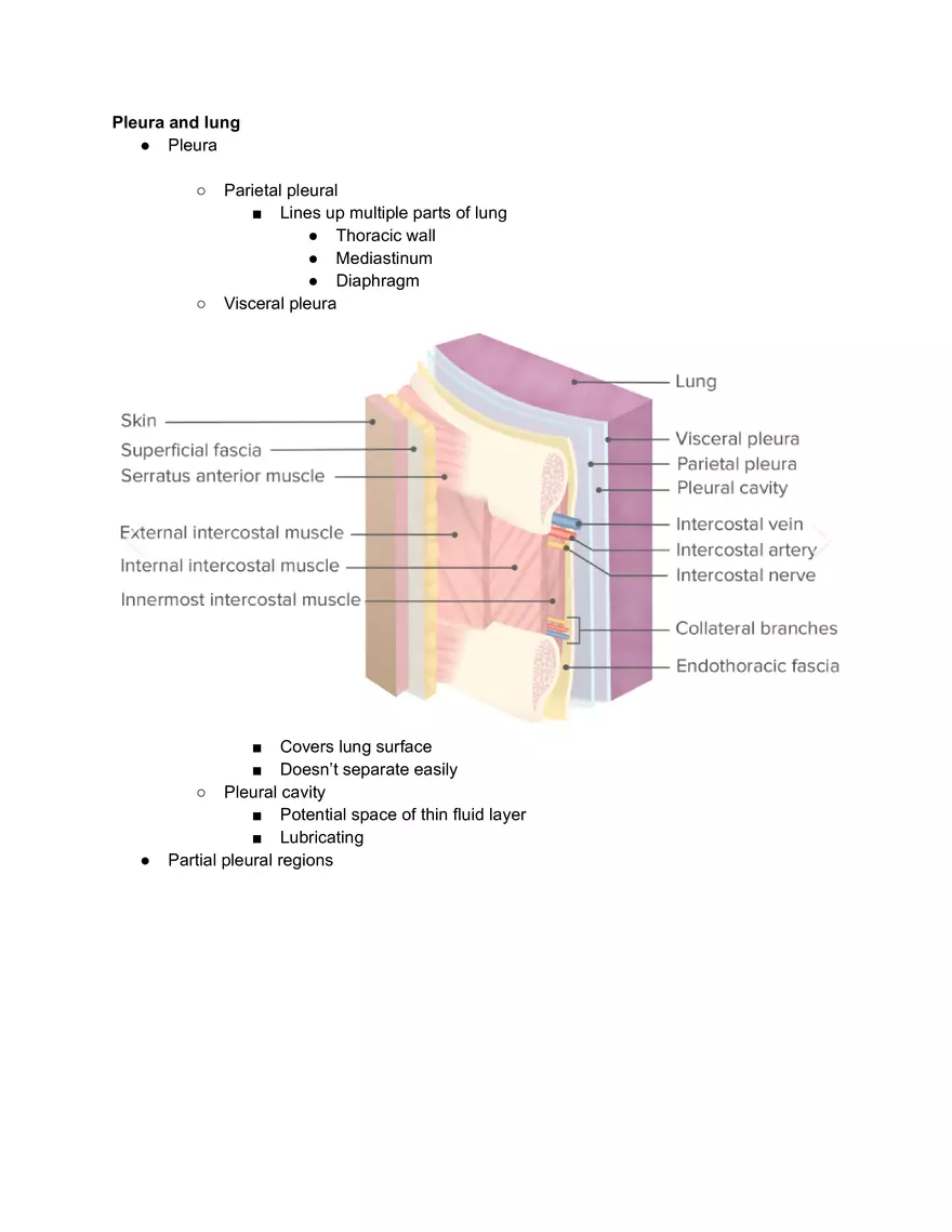 Pleural Procedure Anatomy - Page 6
