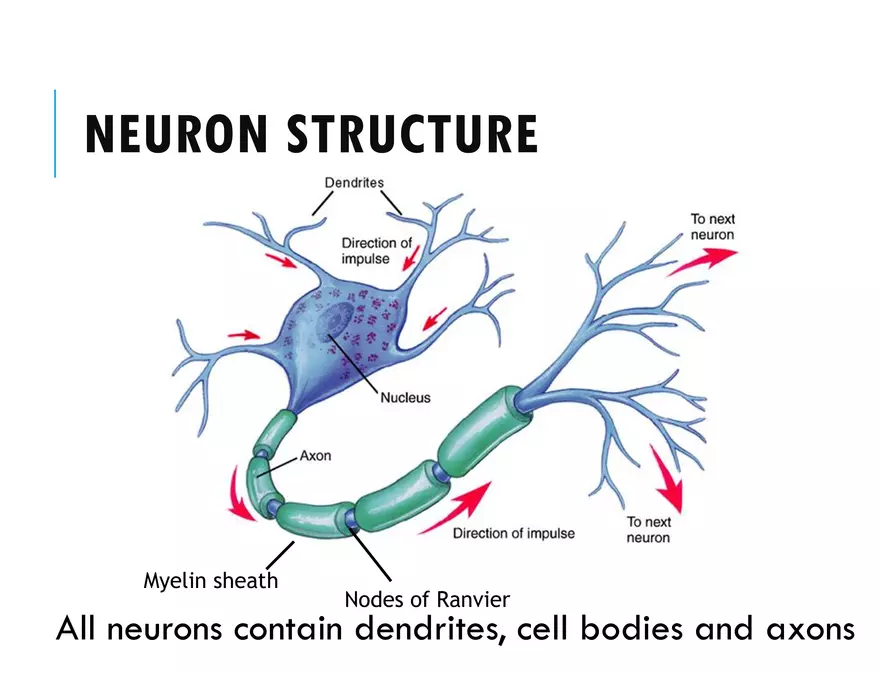 Unit 8 Seminar - The Nervous System - Page 9