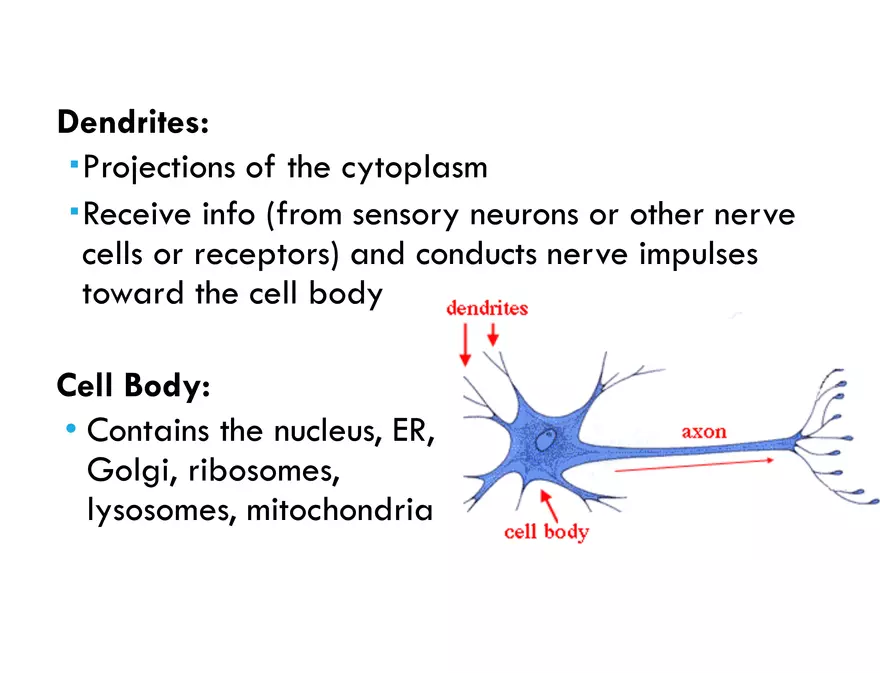 Unit 8 Seminar - The Nervous System - Page 10
