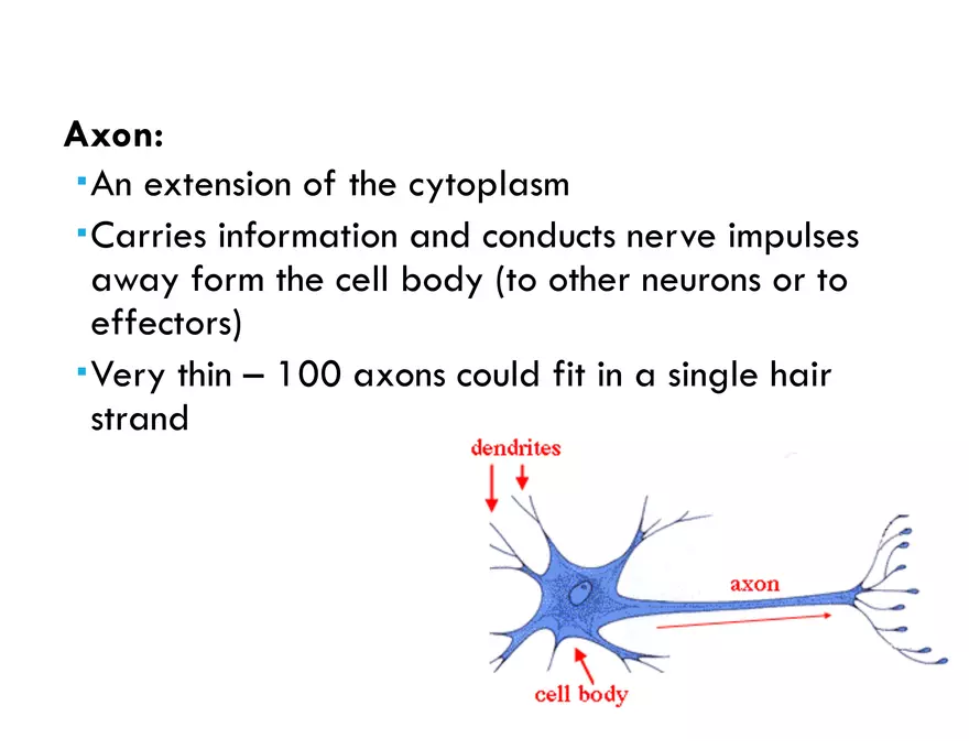 Unit 8 Seminar - The Nervous System - Page 11