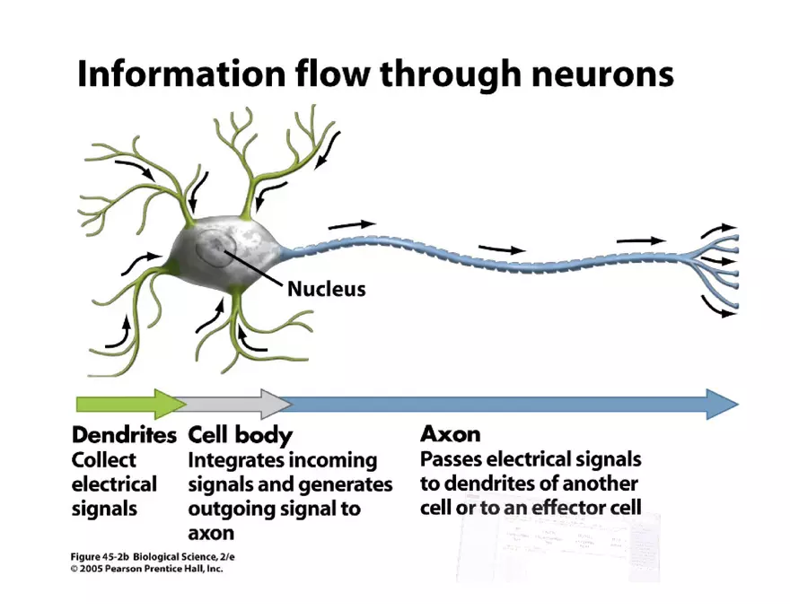 Unit 8 Seminar - The Nervous System - Page 12